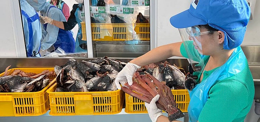 Cambodia’s fish enter Australian market