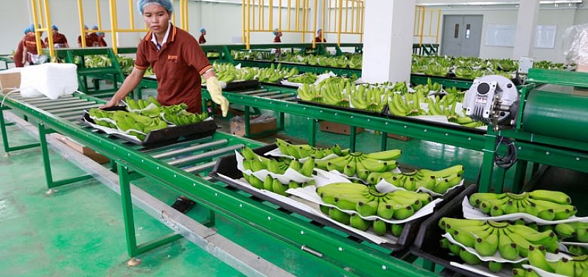 China buying frenzy bolsters fresh banana exports in 2021