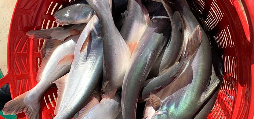 ‘Pra’ fish exports to China at hand