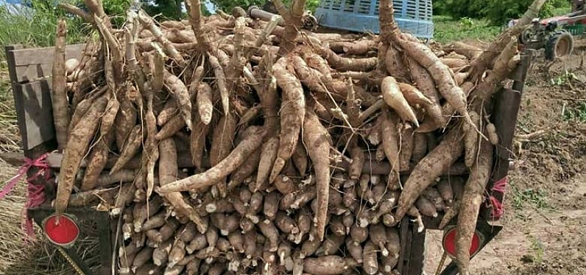 400K tonnes of cassava for SW China