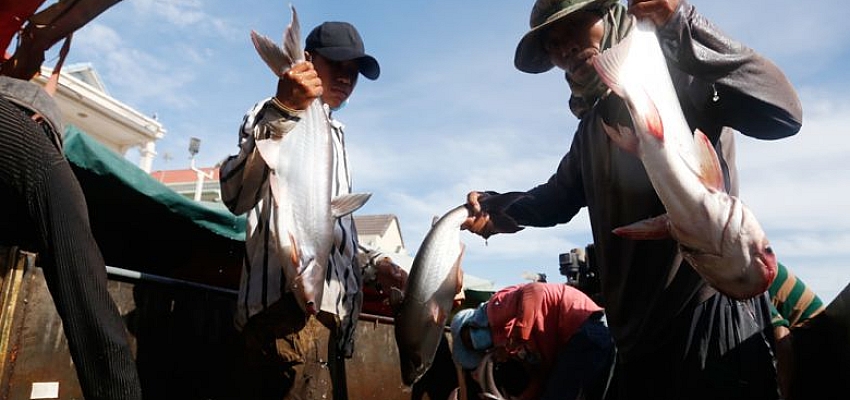 ‘Pra’ fish sector meets terms for Chinese export protocol