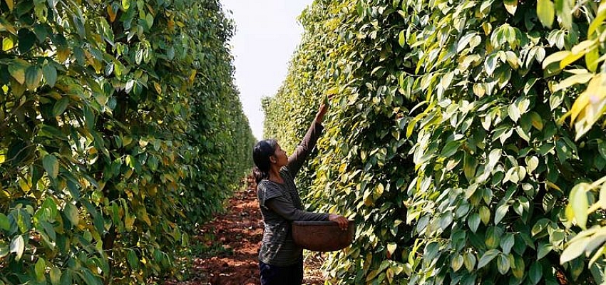 Cambodia’s peppercorn output set to rise: insiders