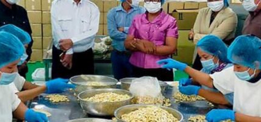 Vietnam processors of cashew urged to broker direct deals