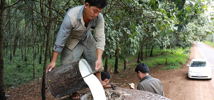 Cambodia makes $320.5 mln from rubber exports in first 9 months