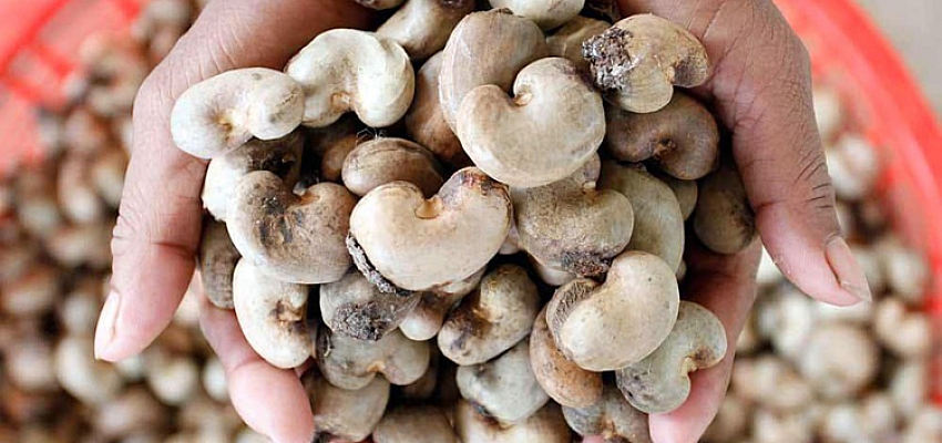 Cambodia earns $543 million from exports of raw cashew nuts in first three months