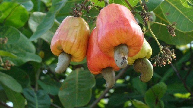 Indian Company in Talks to Buy Cambodian Cashews