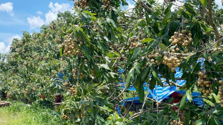 Longan exports to China soon