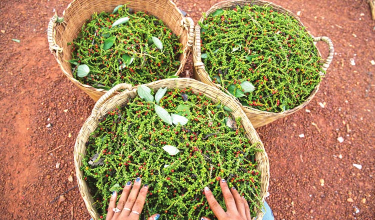 Kingdom eyes more pepper exports to Japan