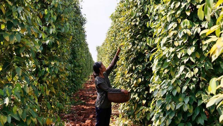 Cambodia’s peppercorn output set to rise: insiders