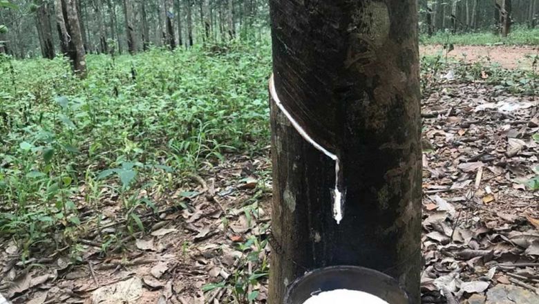 January-May rubber exports bounce up 3% on-year
