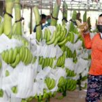 កម្ពុជារកចំណូលបានជាង ៣ ពាន់លានដុល្លារ ពីការនាំចេញផលិតផលកសិកម្មក្នុងរយៈពេល ១០ ខែឆ្នាំនេះ