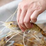 Salt, fish sauce, crayfish set for GI tag