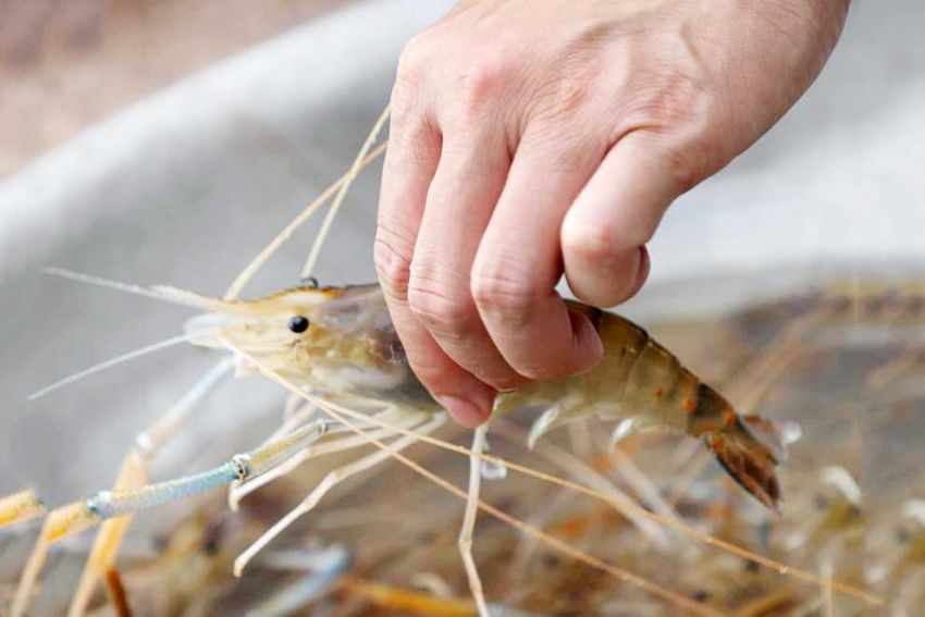 Salt, fish sauce, crayfish set for GI tag
