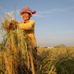 កម្ពុជារកប្រាក់បានជិត $១,៤ ពាន់លាន ពីការនាំចេញផលិតផលកសិកម្មទៅទីផ្សារអន្តរជាតិ