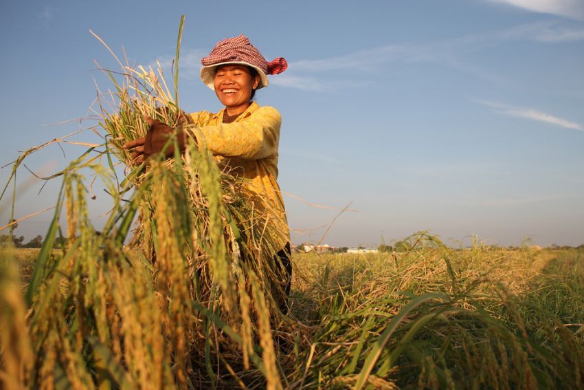 កម្ពុជារកប្រាក់បានជិត $១,៤ ពាន់លាន ពីការនាំចេញផលិតផលកសិកម្មទៅទីផ្សារអន្តរជាតិ