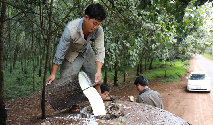 កម្ពុជា​រកចំណូល​បាន​ ​៣​២​០​.​៥​ ​លាន​ដុល្លារ​ពី​ការនាំចេញ​កៅស៊ូ​ក្នុងរយៈពេល​ ​៩​ ​ខែ​ដំបូង​