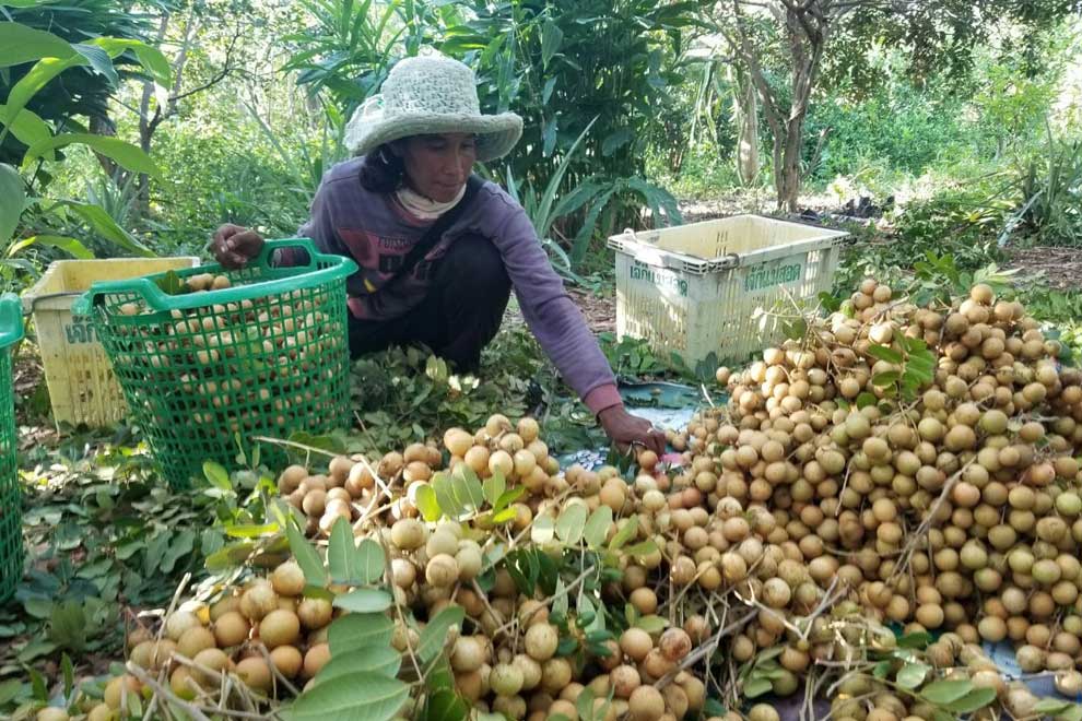 Pailin longan exports to China surge in 2023