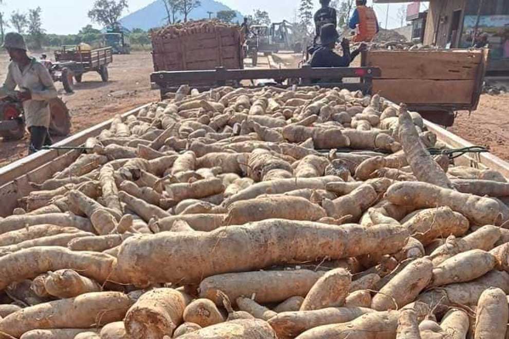 Cassava processing plant launched