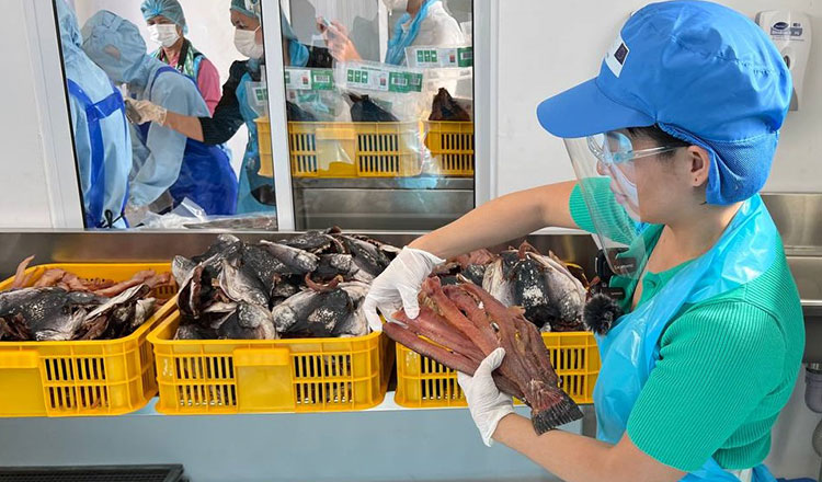 Cambodia’s fish enter Australian market