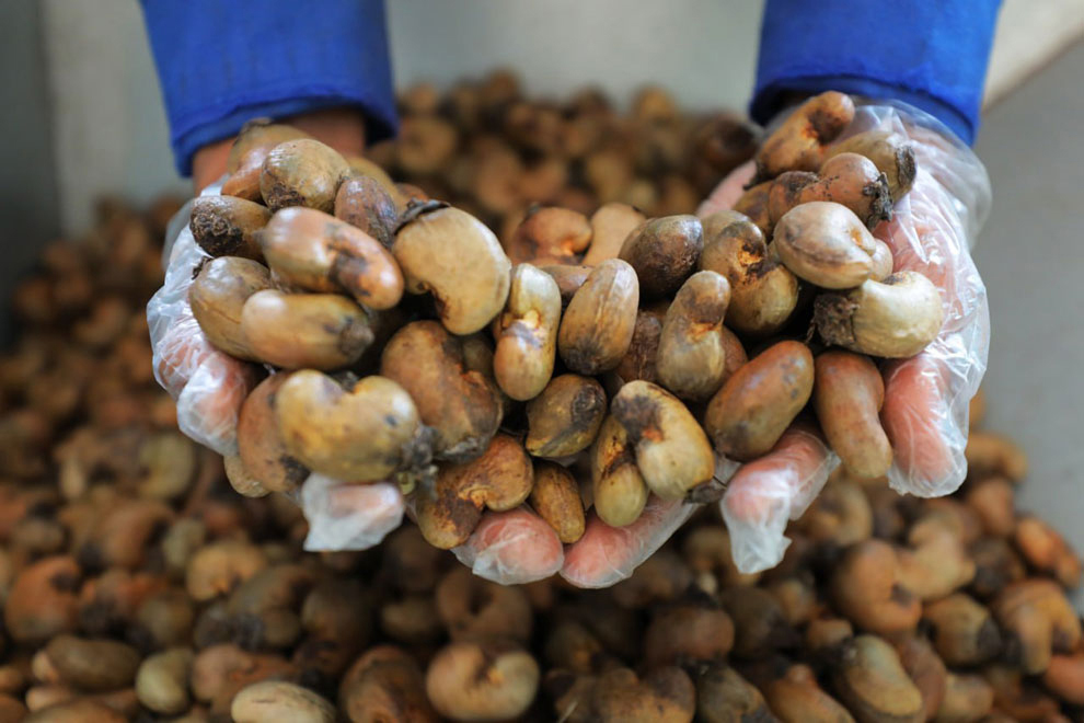 Processed cashew exports get shot in the arm from Taiwanese order