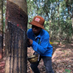 Cambodian rubber export earnings up as; even as domestic demand grows
