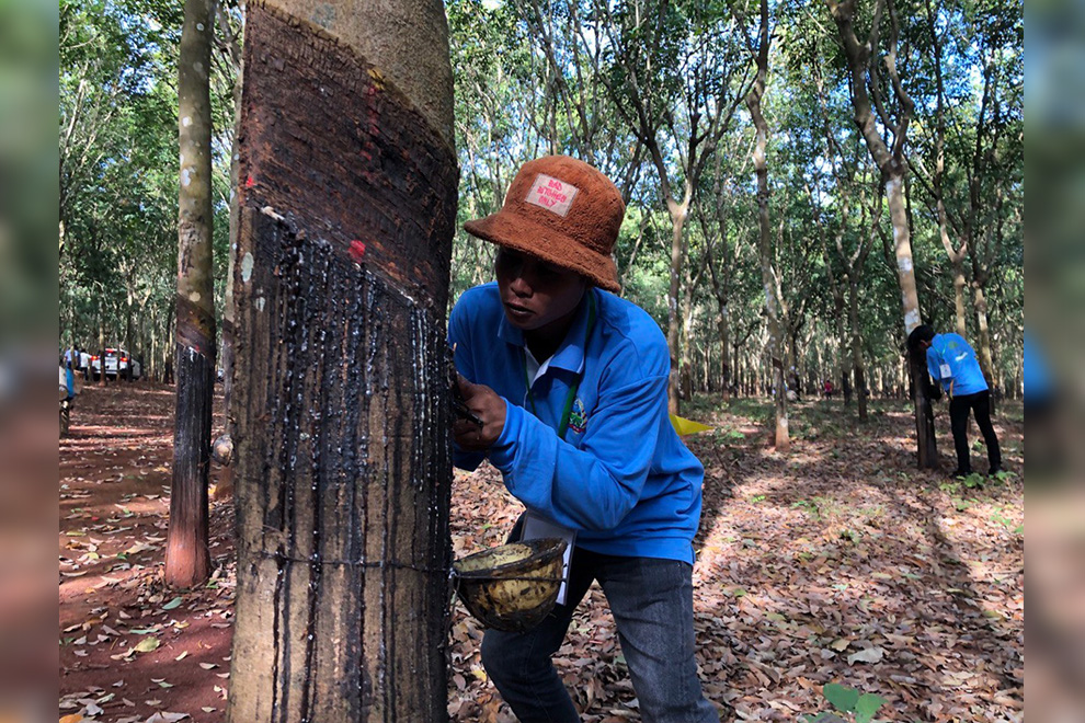 Cambodian rubber export earnings up as; even as domestic demand grows