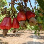 Cambodia reaps $1.5 Billion from raw cashew nut exports