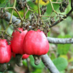 Cashew sector targets export growth in China and Japan
