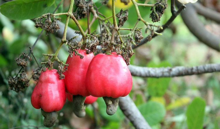 Cashew sector targets export growth in China and Japan
